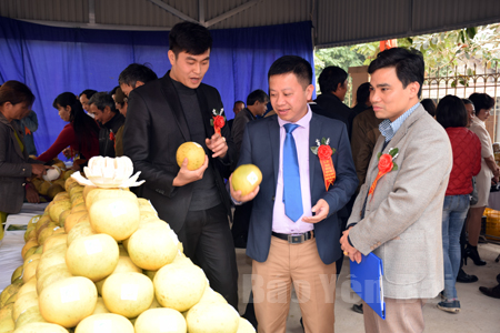 Đồng chí Nguyễn Văn Trọng - Chủ tịch UBND huyện Yên Bình (đứng giữa) giới thiệu sản phẩm bưởi Đại Minh với các đại biểu tại Lễ đón bằng chứng nhận nhãn hiệu Bưởi Đại Minh.