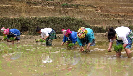 Nông dân xã Xà Hồ gieo cấy lúa xuân.