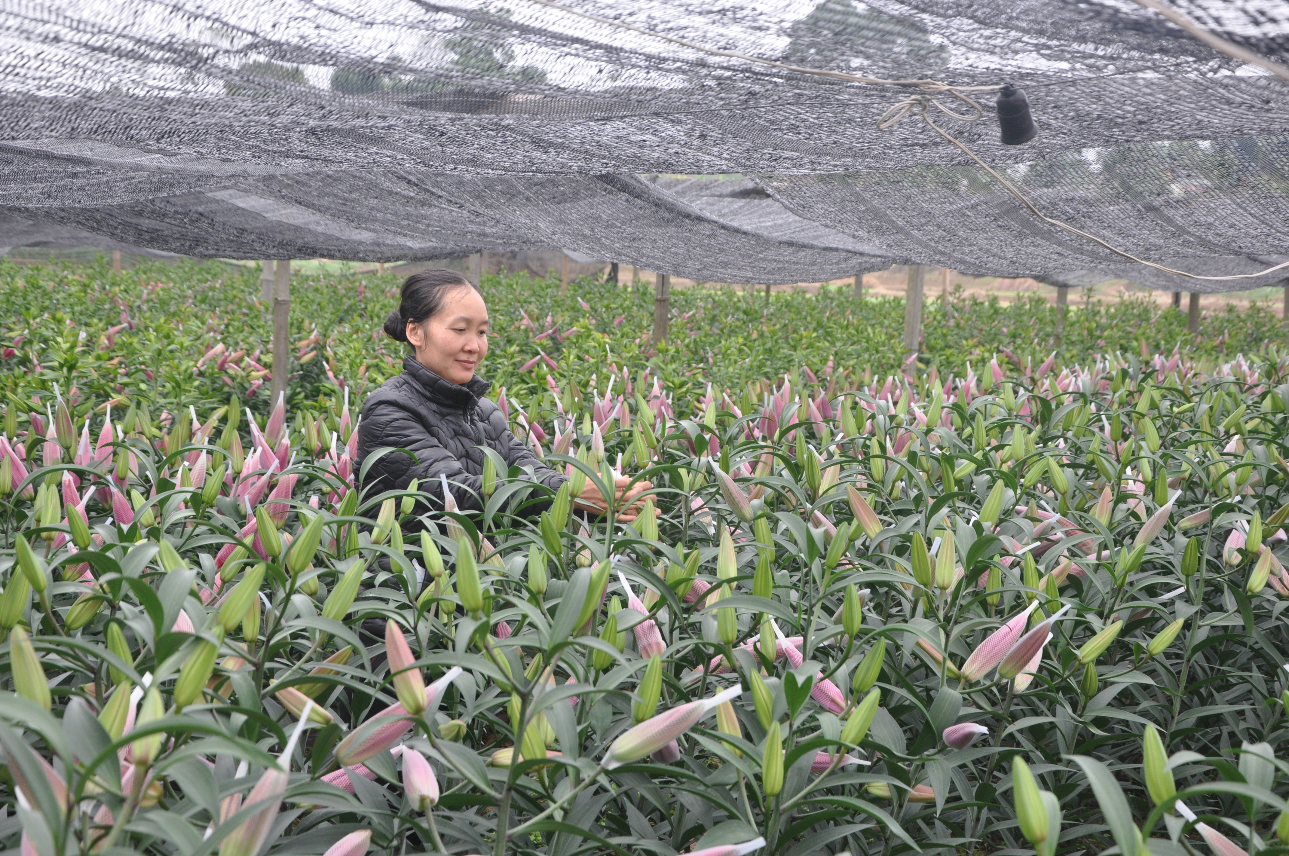 Vườn hoa ly của hộ nông dân Nguyễn Thị Lan cho thu nhập khá trong dịp tết vừa qua.