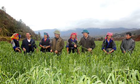 Các đồng chí lãnh đạo huyện Mù Cang Chải kiểm tra sản xuất lúa mỳ tại xã Nậm Khắt.