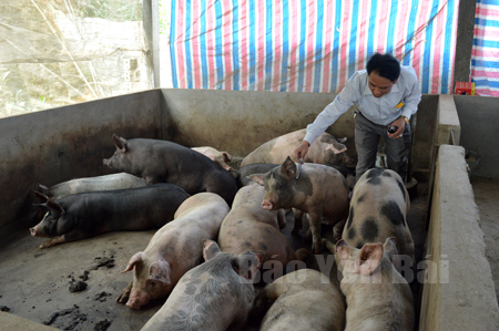 Cán bộ thú y xã Quy Mông, huyện Trấn Yên tiêm phòng cho đàn vật nuôi.
