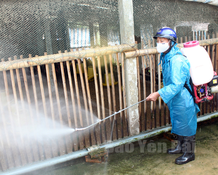 Cán bộ thú y huyện Yên Bình phun tiêu độc, khử trùng tại các hộ chăn nuôi. (Ảnh: Hồng Duyên)