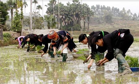 Nông dân xã Xuân Lai tập trung gieo cấy lúa xuân.