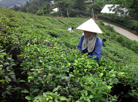 Nông dân huyện Văn Chấn thu hái chè.