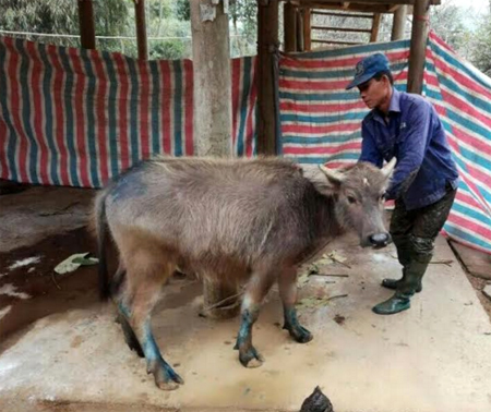 Thú y viên cơ sở xã Động Quan, huyện Lục Yên kiểm tra trâu có biểu hiện mắc bệnh lở mồm long móng.