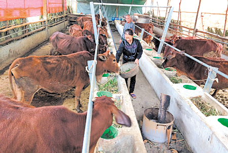 Mô hình chăn nuôi bò của hộ gia đình ông Phạm Xuân Tính, thôn Phố Nhoi, xã Yên Hưng.