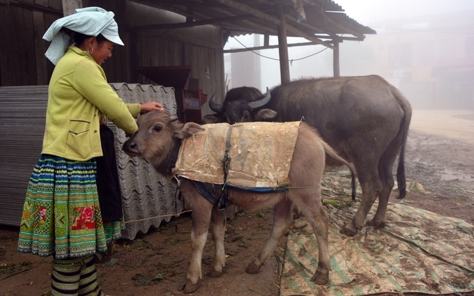 Người dân huyện Mù Cang Chải chống rét cho gia súc. (Ảnh: yenbai.gov.vn)