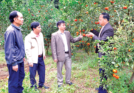 Đồng chí Nguyễn Chương Phát - Uỷ viên Ban Chấp hành Đảng bộ tỉnh, Bí thư Huyện uỷ, Chủ tịch HĐND huyện (thứ 3 bên trái) thăm mô hình cam tại Tân Lĩnh.