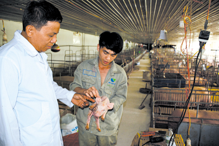 Giám đốc Nguyễn Hồng Thanh kiểm tra chất lượng lợn giống.