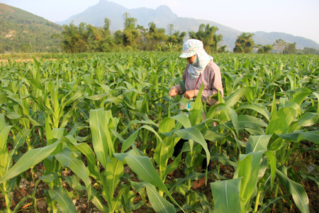 Huyện Văn Yên đã hình thành vùng sản xuất ngô hàng hóa trên 6.000 ha.