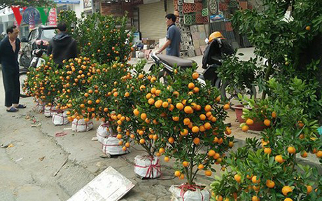 Tại một chợ hoa tự phát trên phố Hoàng Quốc Việt (Hà Nội) mỗi cây quất nhỏ này có giá 250.000-500.000 đồng/cây.