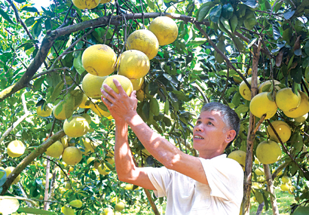Hộ ông Nguyễn Văn Đông, thôn Quyết Tiến 11 đã thu về 450 triệu đồng từ 100 cây bưởi đang trong thời kỳ kinh doanh. 
