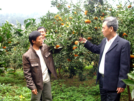 Mô hình trồng cam mang lại hiệu quả kinh tế cao ở thị trấn Nông trường Nghĩa Lộ.
