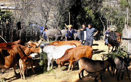 Nhiều hộ dân Mù Cang Chải đầu tư phát triển chăn nuôi theo hướng hàng hóa.