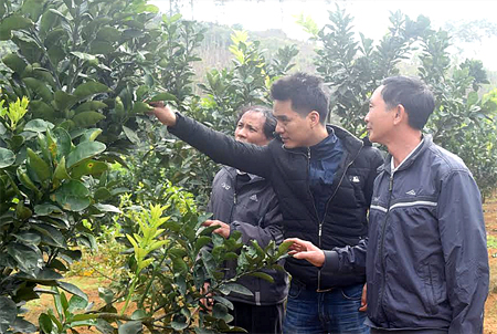 Cán bộ khuyến nông huyện Văn Yên trao đổi kiến thức, kỹ thuật và kinh nghiệm trồng cây bưởi Diễn với ông Vũ Gia Biên (ngoài cùng bên phải) ở thôn 3, xã Lâm Giang.