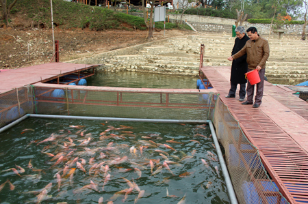 Mô hình kinh tế trang trại kết hợp du lịch sinh thái của ông Trần Văn Hùng ở tổ 19, thị trấn Yên Bình mang lại thu nhập hàng tỷ đồng/năm.