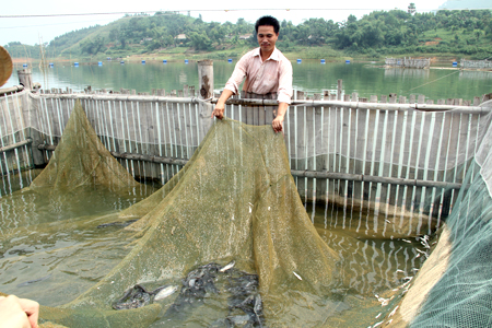 Nuôi cá quây lưới trên hồ Thác Bà đã và đang phát huy hiệu quả rõ nét.