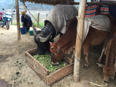 Nông dân xã Púng Luông, huyện Mù Cang Chải đưa trâu, bò về nuôi nhốt tại chuồng trong những ngày giá rét.