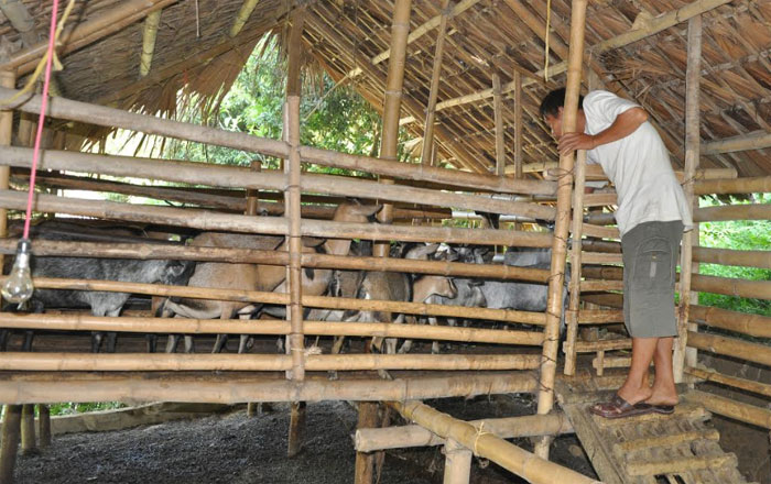 Mô hình nuôi dê trên đảo hồ Thác Bà của ông Lê Văn Đồng, xã Vĩnh Kiên cho thu nhập trên 100 triệu đồng mỗi năm.