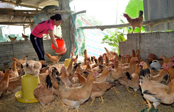 Chị Lương Thị Dương chăm sóc đàn gà đẻ trứng.