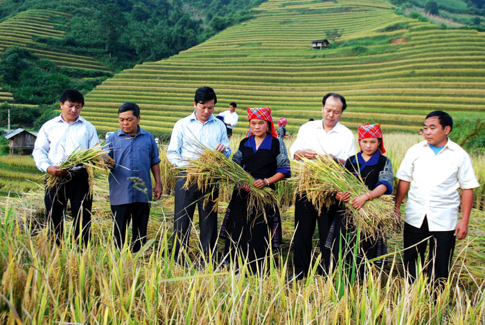Các đồng chí lãnh đạo huyện Mù Cang Chải kiểm tra thu hoạch lúa tại xã Chế Cu Nha.