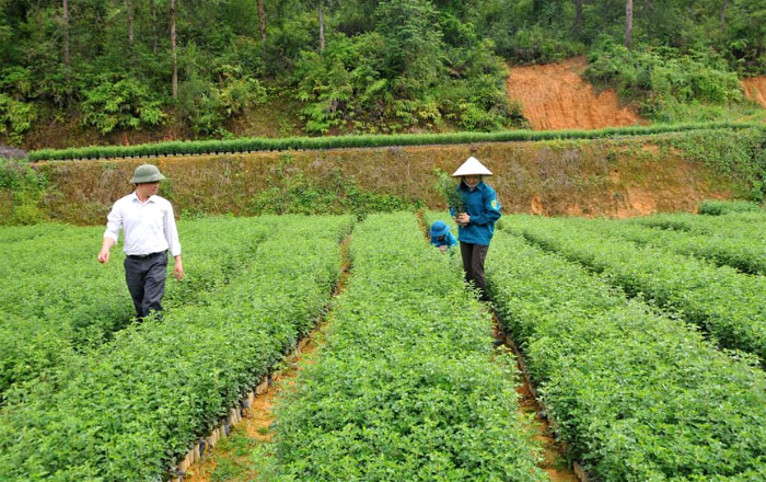 Cán bộ Ban Quản lý Rừng phòng hộ huyện Mù Cang Chải kiểm tra chất lượng cây sơn tra giống.