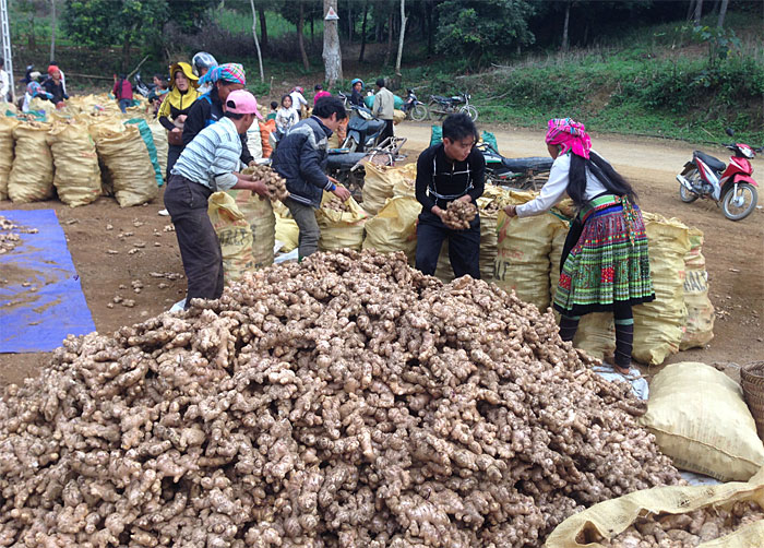 Nhân dân xã Suối Giàng được hỗ trợ trồng gừng theo tiêu chuẩn VietGAP để góp phần giảm nghèo.