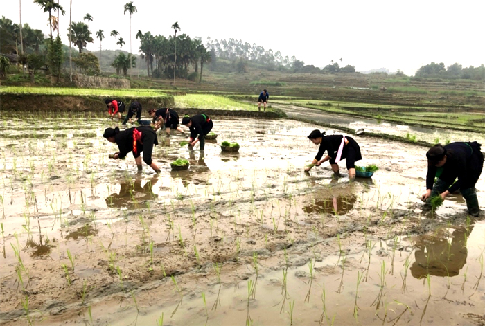 Nông dân xã Xuân Lai đẩy nhanh tiến độ gieo cấy lúa xuân.