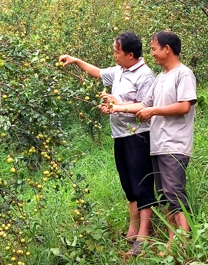 Sơn tra trồng tại xã Nậm Khắt, huyện Mù Cang Chải.