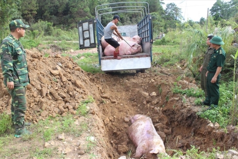 Cơ quan chức năng tiêu hủy lợn sống nhập lậu từ biên giới vào Việt Nam để phòng lây nhiễm dịch bệnh ASF, bảo vệ đàn lợn trong nước.