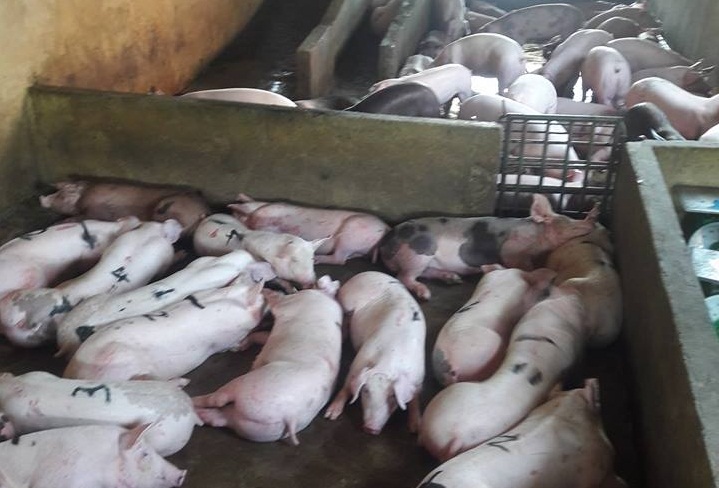 Khi  xét nghiệm dương tính với bệnh dịch tả lợn châu Phi, cấm điều trị lợn bệnh mà phải tiêu hủy ngay.