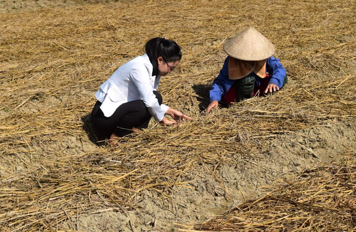 Cán bộ Trung tâm Dịch vụ hỗ trợ phát triển nông nghiệp thành phố Yên Bái hướng dẫn người dân xã Minh Bảo kỹ thuật trồng, chăm sóc cây khoai tây bằng phương pháp làm đất tối thiểu vụ đông 2018.