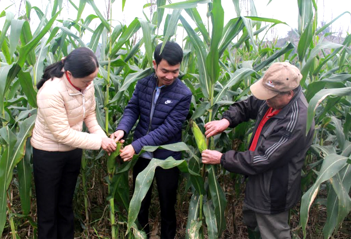 Cán bộ Trung tâm Dịch vụ, Hỗ trợ phát triển nông nghiệp huyện Văn Chấn kiểm tra chất lượng, năng suất ngô cấy theo phương pháp cải tiến trên khay.