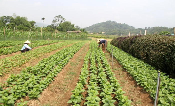 HTX Nông nghiệp và Dịch vụ Phú Đạt sản xuất rau theo tiêu chuẩn VietGAP.