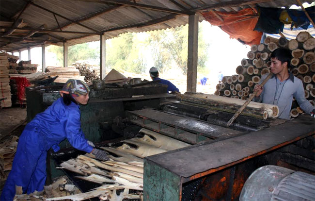 Lĩnh vực chế biến gỗ rừng trồng ở huyện Văn Yên tiếp tục có sự phát triển ổn định.
