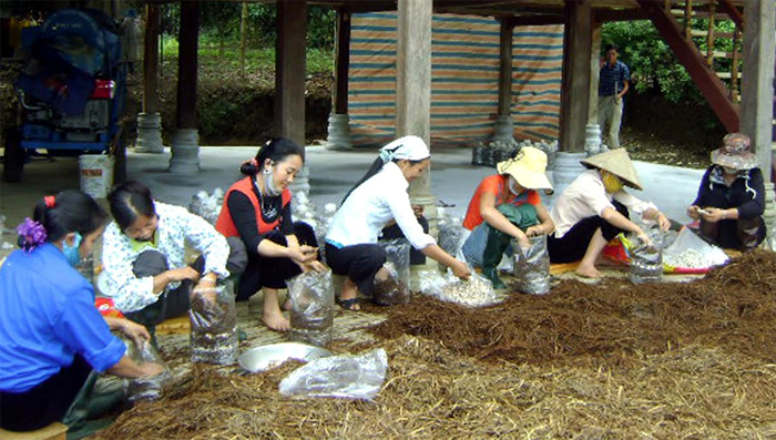 Lao động nông thôn trên địa bàn huyện Văn Chấn học nghề trồng nấm.