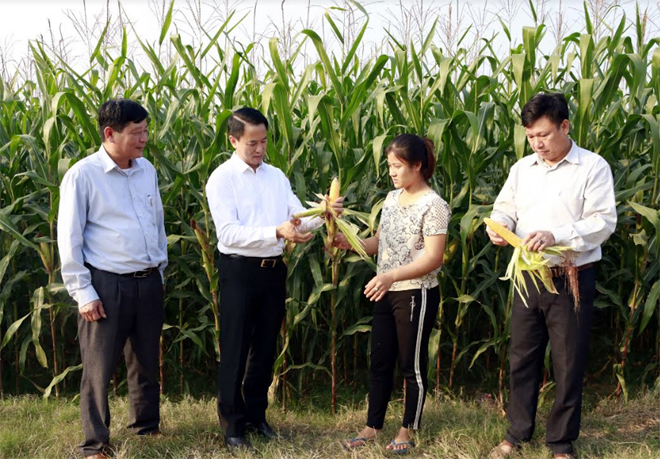 Đồng chí Luyện Hữu Chung - Bí thư Huyện ủy Văn Yên (thứ hai, trái sang) kiểm tra năng suất ngô đông trên đất hai vụ lúa ở xã Đại Phác.