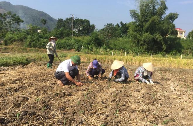 Cán bộ Trung tâm Dịch vụ hỗ trợ phát triển nông nghiệp huyện Yên Bình, kiểm tra sản xuất vụ đông tại xã Bạch Hà.