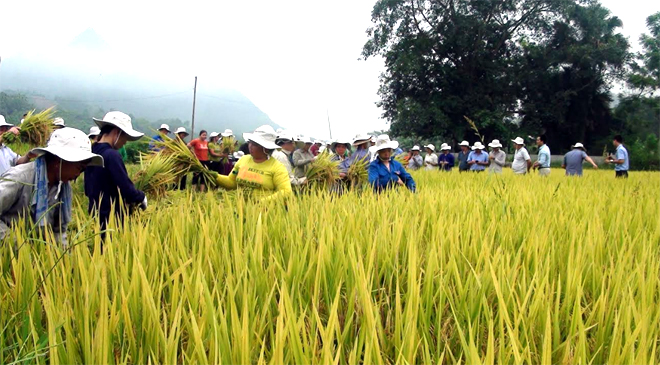 Hội nghị đầu bờ về canh tác lúa hàng hóa tại huyện Lục Yên.
