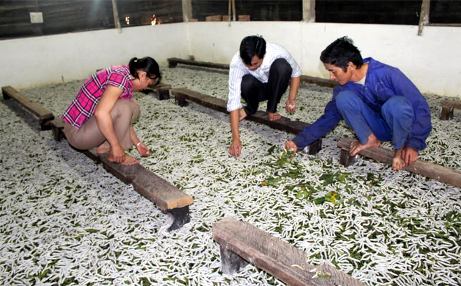 Vùng trồng dâu, nuôi tằm ở Việt Thành đến nay đã phát triển thành vùng sản xuất hàng hóa tập trung (Ảnh: Minh Huyền)
