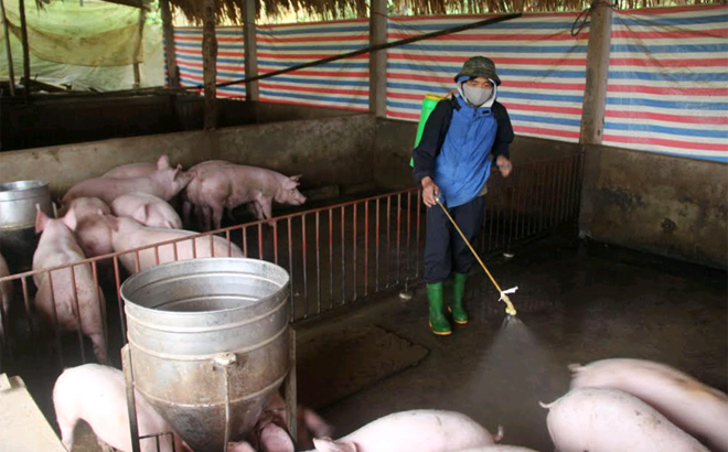 Thành phố Yên Bái tăng cường phun tiêu độc khử trùng chuồng trại nuôi lợn. (Ảnh: Minh Huyền)