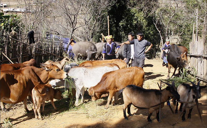 Một mô hình chăn nuôi gia súc của nông dân xã Mồ Dề.