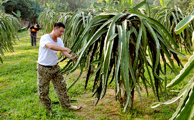 Nhiều hộ dân ở thôn Đa Cốc, xã Vĩnh Kiên có thu nhập ổn định từ trồng thanh long ruột đỏ. 
