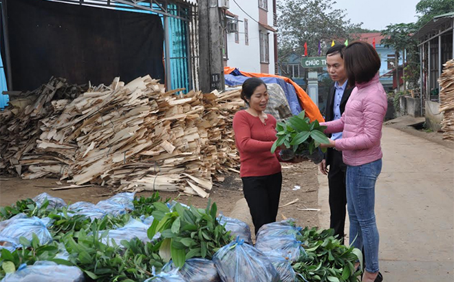 Mô hình phát triển kinh tế của đảng viên Đinh Thị Trang, xã Báo Đáp mang lại hiệu quả cao.