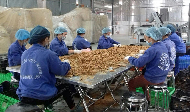 Công nhân Hợp tác xã Quế hồi Việt Nam tại xã Đào Thịnh sản xuất sản phẩm quế điếu thuốc.