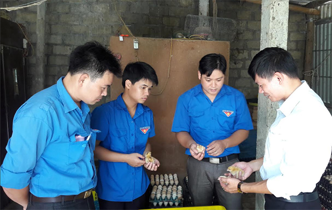 Một mô hình chăn nuôi gà mang lại hiệu quả kinh tế cao của đoàn viên thanh niên huyện Lục Yên.