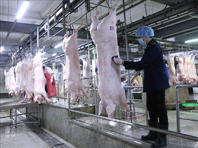 Nhân viên Thú y đóng dấu kiểm dịch lên sản phẩm thịt lợn tại dây chuyền giết mổ lợn ở nhà máy của Công ty Cổ phần Công nghệ thực phẩm Vinh Anh, huyện Thường Tín.