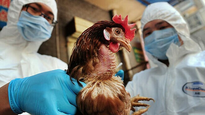 Cúm gia cầm H5N6 chưa ghi nhận trường hợp nào lây từ người sang người.