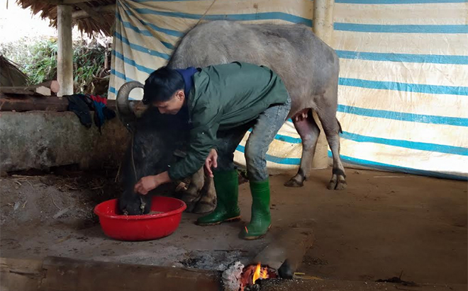 Người chăn nuôi huyện Trấn Yên chủ động phòng chống rét và dịch bệnh trên đàn vật nuôi.