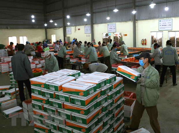 Đóng gói sản phẩm cà rốt chuẩn bị xuất khẩu.